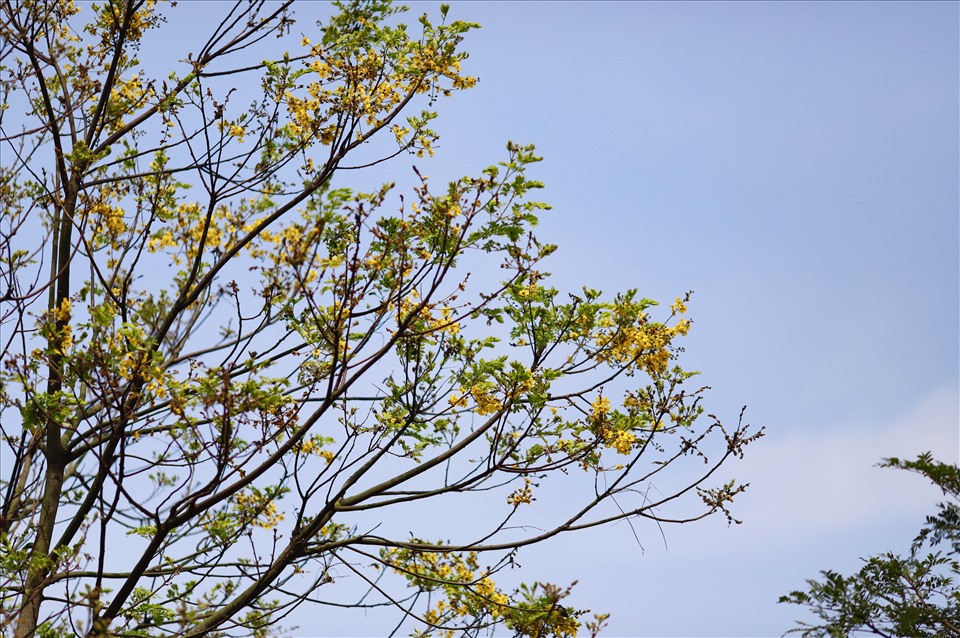 Du khách trong và ngoài nước vốn rất thích chinh phục Sơn Trà để ngắm vọoc Chà vá chân nâu. Bên cạnh đó, vào thời gian này, mùa lim xẹt nở rộ ở Sơn Trà khiến đông đảo du khách ctìm đến.