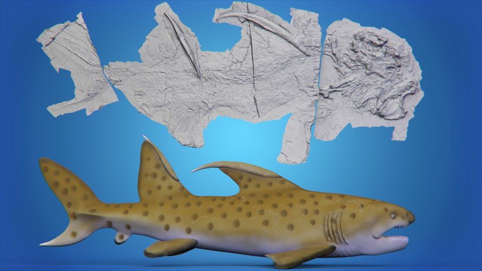 Bộ xương hóa thạch được phục hồi được coi là hoàn chỉnh nhất trong nhánh cá mập ctenacanth. Ảnh: Bảo tàng Lịch sử và Khoa học tự nhiên New Mexico (NMMNHS)