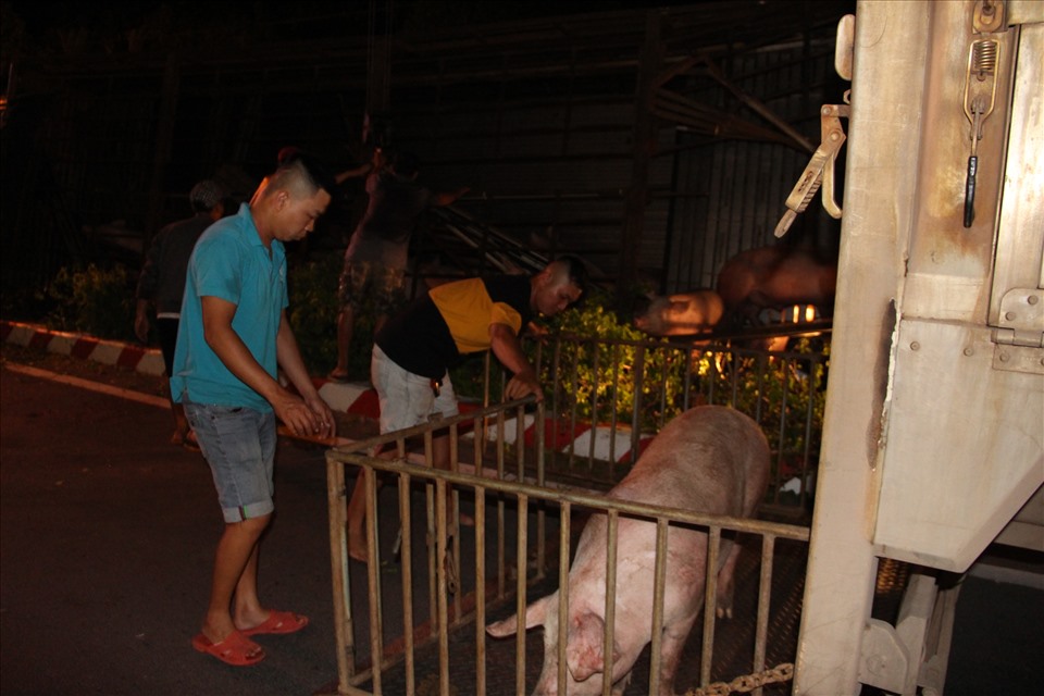 Một xe tải được điều động tới để chở số lợn của xe tải bị nạn. Ảnh: Đình Trọng