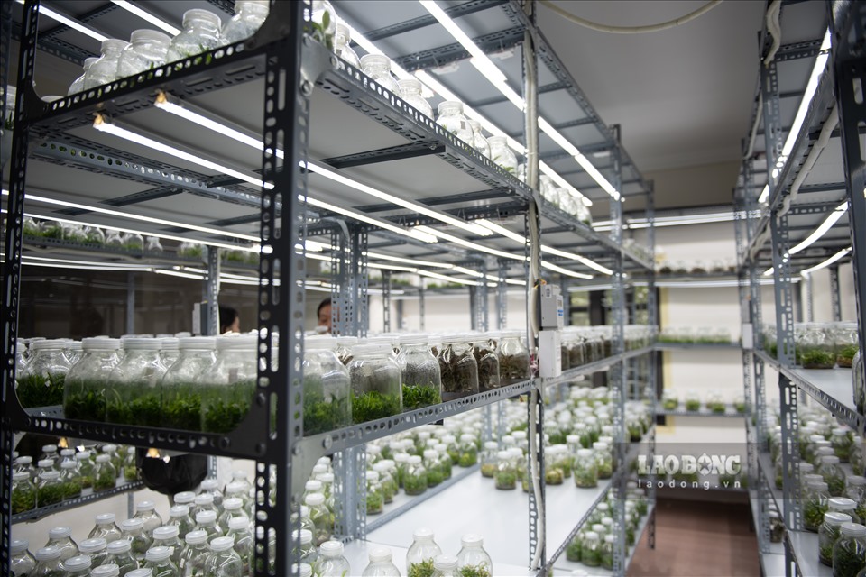 Nguyên Viện trưởng Viện Di truyền Nông nghiệp còn có một phòng thí nghiệm, nơi nuôi cấy những giống lan thảo mộc, làm thuốc.