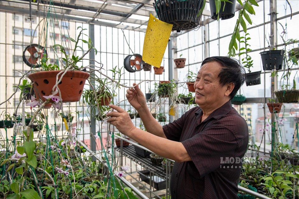 Giáo sư Trần Duy Quý, Nguyên Viện trưởng Viện Di truyền Nông nghiệp, hiện đang là Chủ tịch Hội lan Hà Nội, không chỉ có kinh nghiệm lâu năm trong lĩnh vực nông nghiệp, được giới chuyên môn đánh giá cao, ông còn là người có tính yêu rất lớn đối với lan.