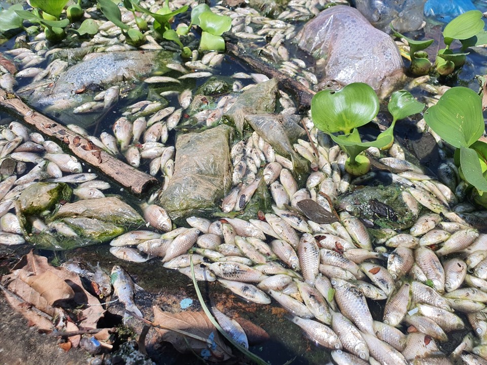 Cá chết nổi lềnh bềnh ở hồ Nguyễn Du khiến người dân bức xúc.
