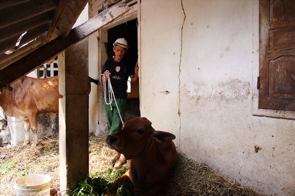 Ông Huệ tỏ ra bất ngờ khi 1 trong ba con bò gia đình đang nuôi bị viêm da nổi cục. Ảnh: MN
