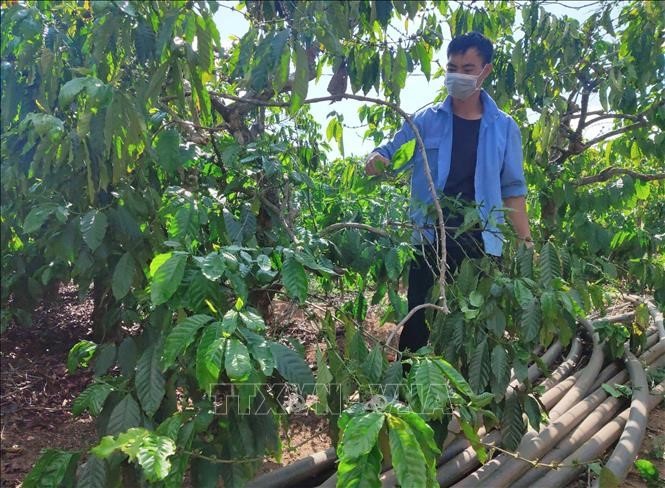 Nhờ nguồn vốn vay từ Đề án cho vay tiêu dùng, anh Nguyễn Văn Lương ở xã Đắk Ngọc, huyện Đắk Hà yên tâm hơn trong lao động, sản xuất.