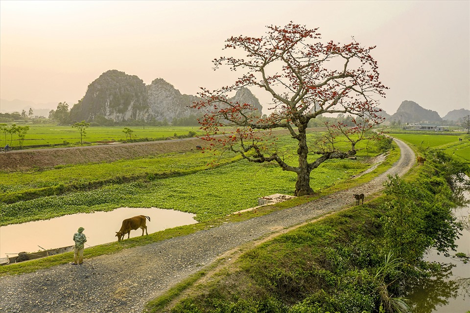 Cây gạo bên dòng sông Trinh Nữ, xã Yên Mỹ - Yên Mô (Ninh Bình).