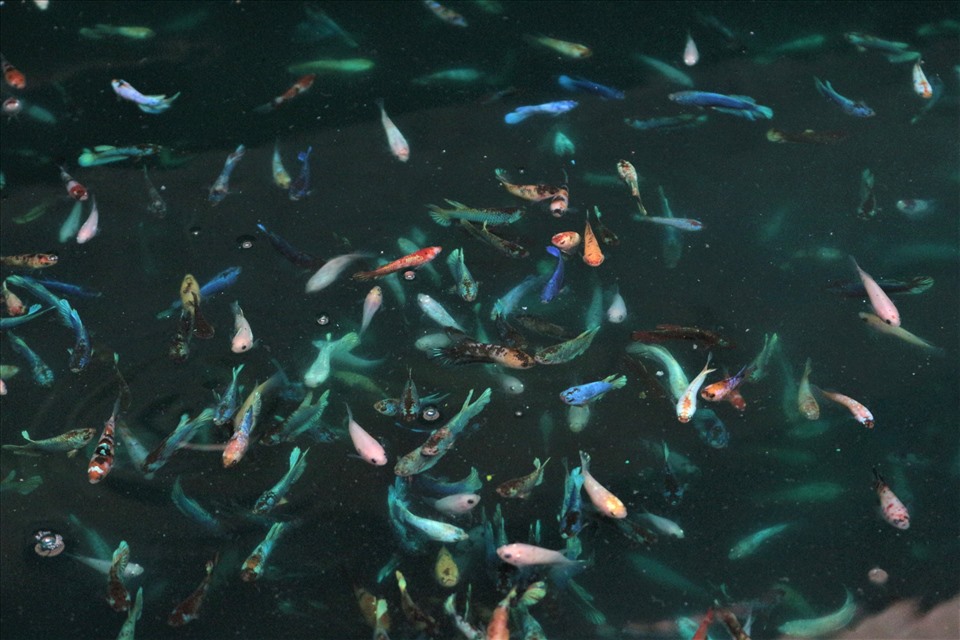 Cá tại trại nhà ông Thắng có giá từ 10.000- 500.000 đồng/con