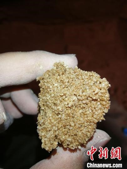 Mẫu hạt kê - loại ngũ cốc thiết yếu thời Tây Hán được tìm thấy bên trong kho gốm. Ảnh: Viện khảo cổ tỉnh Thiểm Tây