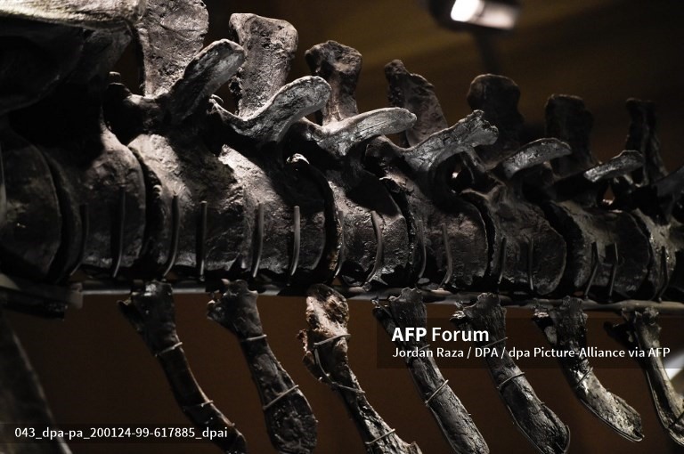 Bộ xương hóa thạch từ đuôi khủng long bạo chúa T-rex được trưng bày tại triển lãm  Tristan Otto. Ảnh: AFP