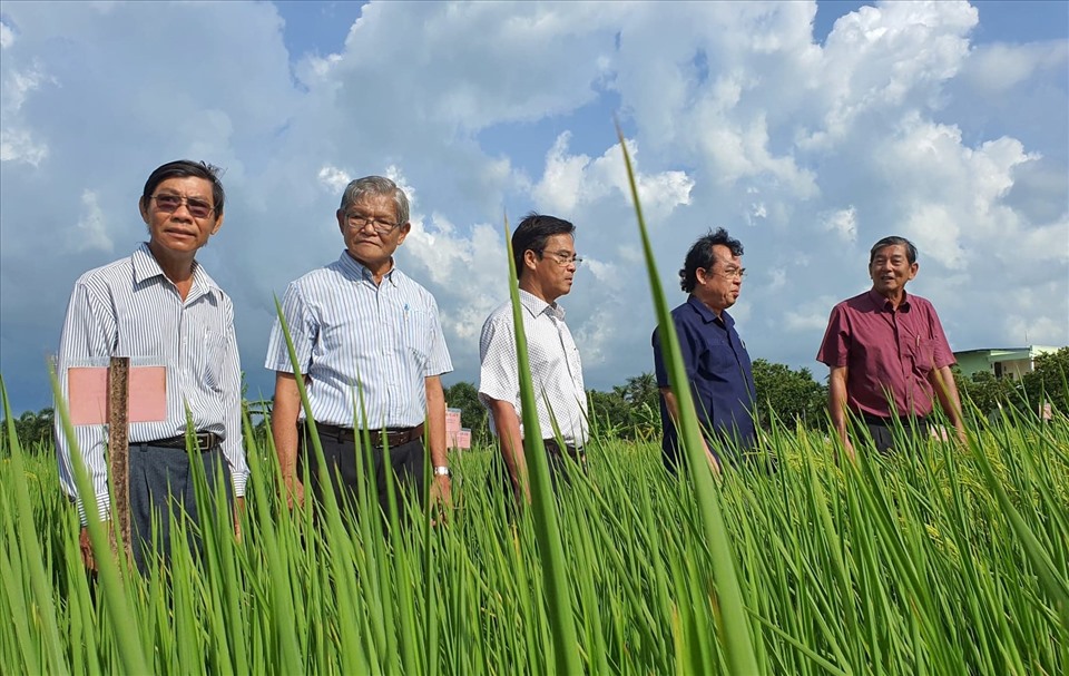 Kỹ sư Hồ Quang Cua cùng nhóm nghiên cứu mất hơn 20 năm mới tìm ra giống lúa thơm ngắn ngày phù hợp với vùng đất phèn, mặn ven biển. Ảnh: Nhật Hồ