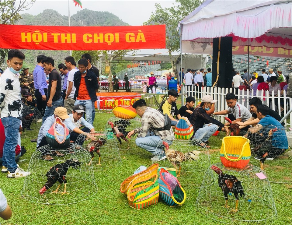 Hội thi chọi gà do Hội Nông dân tỉnh Ninh Bình tổ chức thu hút đông khách du lịch tới xem. Ảnh: NT