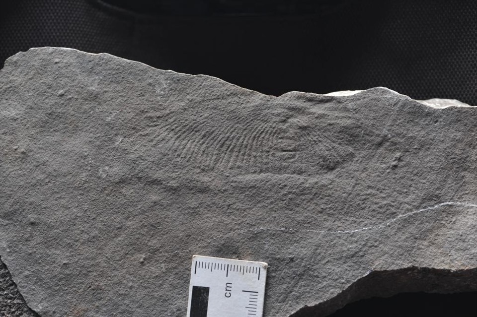 Hóa thạch Dickenson được tìm thấy tại Trung Quốc. Ảnh: Viện Địa chất và Cổ sinh Nam Kinh