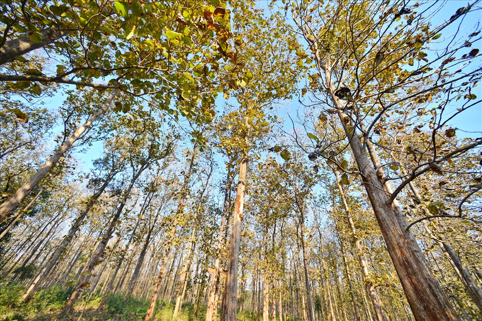 Vẻ đẹp của những khu rừng khộp Tây Nguyên vào mùa thay lá. Ảnh: Thái Hoàng