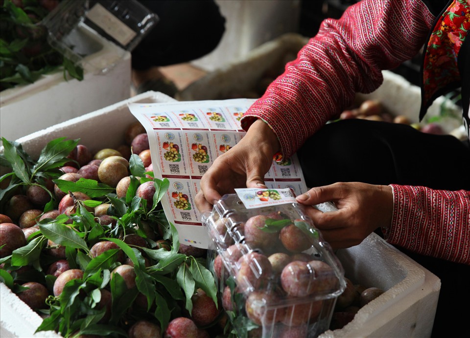 Mận hậu được các nông trại thu hái ngay tại vườn, tươi nguyên phấn đóng hộp và dán tem chứng nhận nông sản đã có nhãn hiệu được bảo hộ, chuyển về bán ở các siêu thị lớn tại Hà Nội với giá 150.000 đồng/kg.