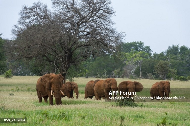 Đàn voi ở Châu Phi. Ảnh: AFP