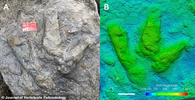 Dấu chân hóa thạch của khủng long bạo chúa là căn cứ để các nhà khoa học khám phá ra nhiều điều bất ngờ về cuộc sống của chúng. Ảnh: Tạp chí Cổ sinh vật học về Động vật có xương sống