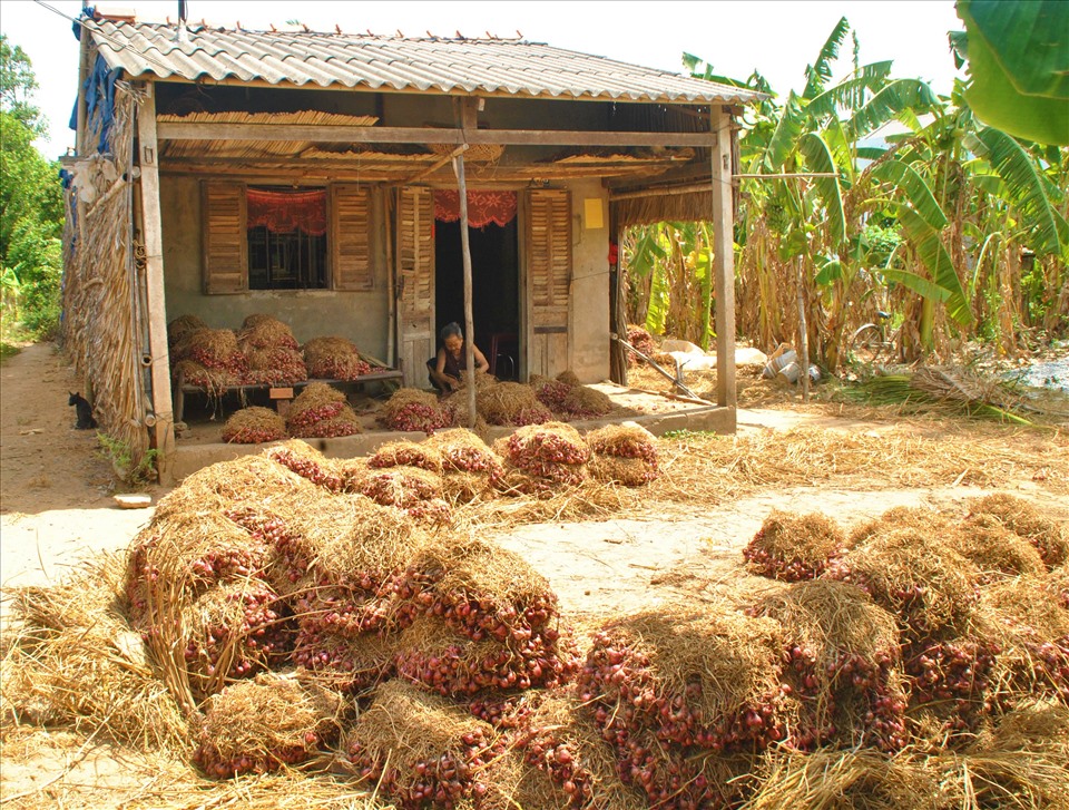 Nông dân thị xã Vĩnh Châu (tỉnh Sóc Trăng) trồng hành tím chủ yếu là đồng bào dân tộc Khmer.