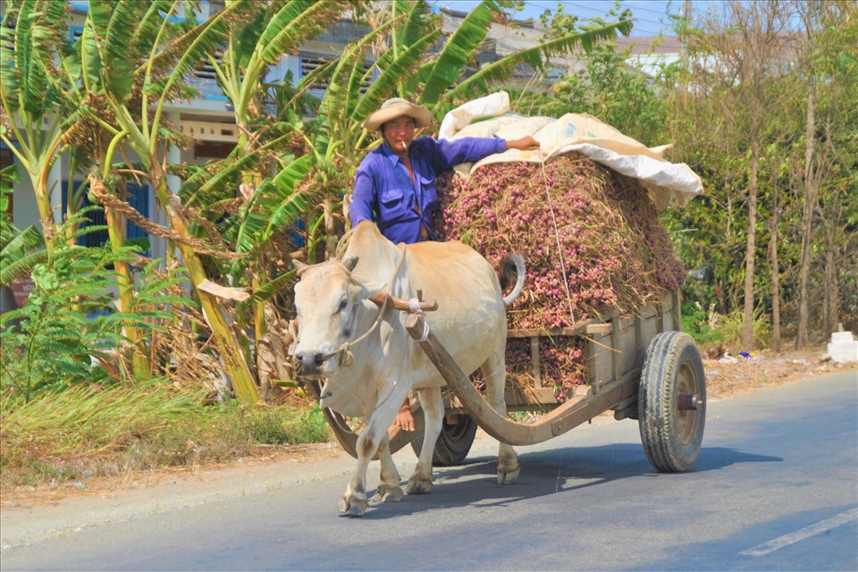 Nông dân thị xã Vĩnh Châu (tỉnh Sóc Trăng) trồng hành tím chủ yếu là đồng bào dân tộc Khmer.