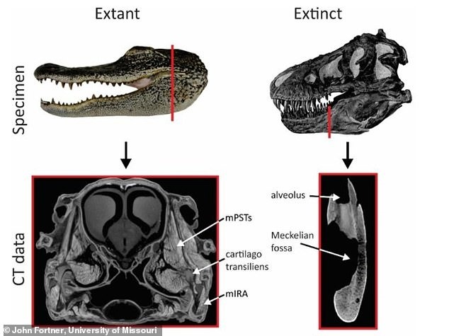 Các nhà nghiên cứu đã sử dụng ảnh chụp CT của hóa thạch khủng long và các mẫu vật thời hiện đại để tạo ra mô hình máy tính 3D về hàm khủng long và xác định vị trí các cơ ở xương. Sau đó, họ sử dụng mô hình để mô phỏng lực trong các tình huống cắn khác nhau. Các hình sao cho biết các khu vực nơi đánh giá lực cắn. Ảnh: Đại học Missouri.