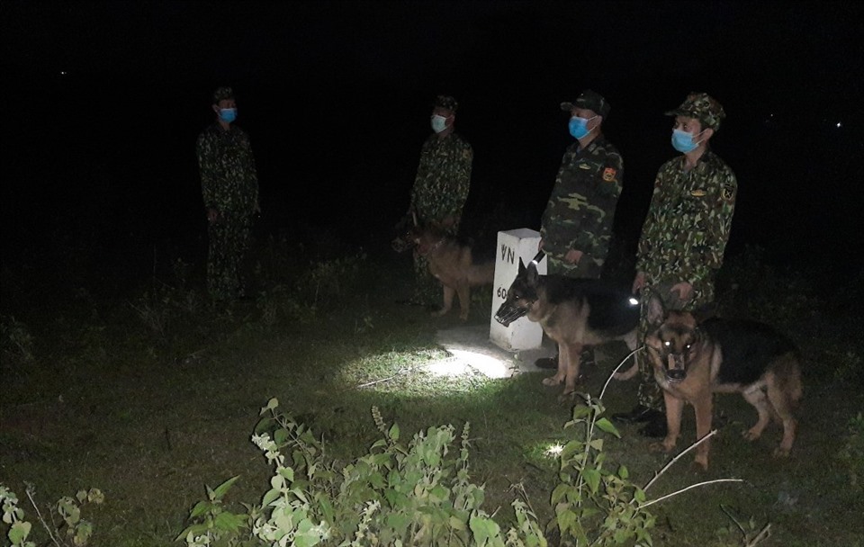 11 chú chó nghiệp vụ của Đội trinh sát Đặc nhiệm Biên phòng tỉnh Quảng Trị được chia ca, cùng với lực lượng biên phòng tuần tra cơ động ở xác xã biên giới như Tân Long, Tân Thành, thị trấn Lao Bảo.