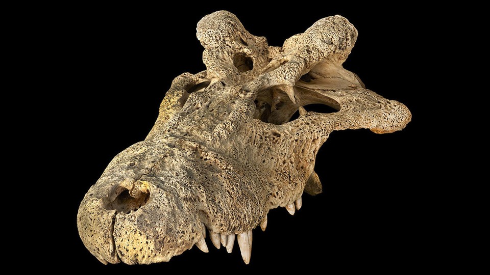 Hộp sọ của cá sấu có sừng đã tuyệt chủng ở Madagascar (Voay robustus). Ảnh: Bảo tàng Lịch sử Tự nhiên Mỹ.