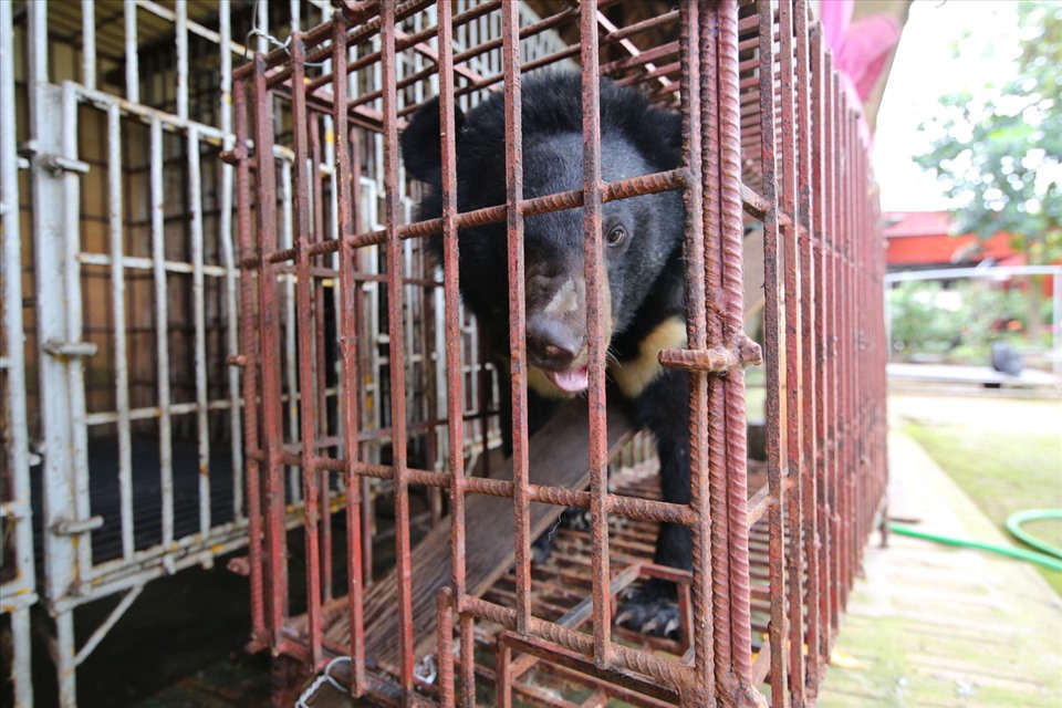 Cá thể gấu được đặt tên là Cam trước khi được chuyển về Cơ Sở Bảo Tồn Gấu Ninh Bình (Ảnh: FOUR PAWS)
