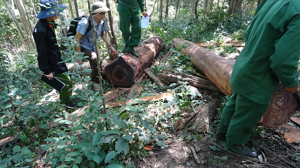Cơ quan chức năng kiểm đếm gỗ lâm tặc khai thác trái phép ở Khu bảo tồn thiên nhiên Ea Sô. Ảnh: T.X