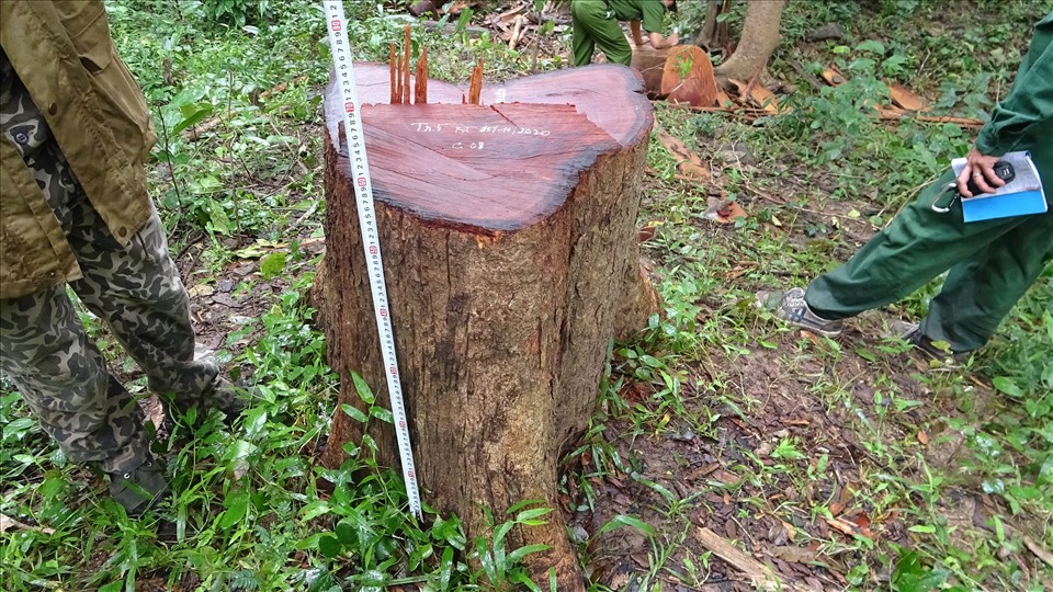 Cơ quan chức năng kiểm đếm gỗ lâm tặc khai thác trái phép ở Khu bảo tồn thiên nhiên Ea Sô. Ảnh: T.X