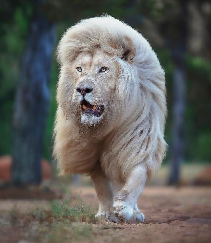 Cận cảnh vẻ đẹp của sư tử trắng qua ống kính của nhiếp ảnh gia người Anh