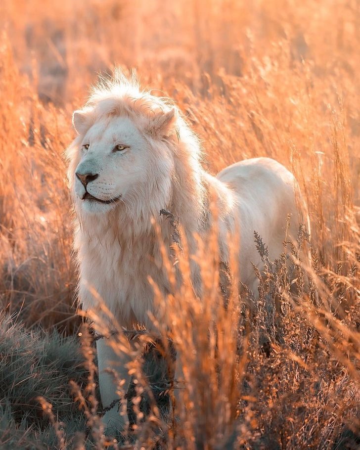 Sư tử trắng - một con vật vô cùng lạ và đầy sức mạnh. Hãy cùng chiêm ngưỡng hình ảnh độc đáo này và khám phá sự quý giá của các Loài Động Vật Hiếm có trên Thế Giới.