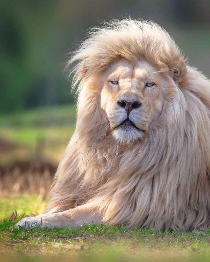 Cận cảnh vẻ đẹp của sư tử trắng qua ống kính của nhiếp ảnh gia người Anh