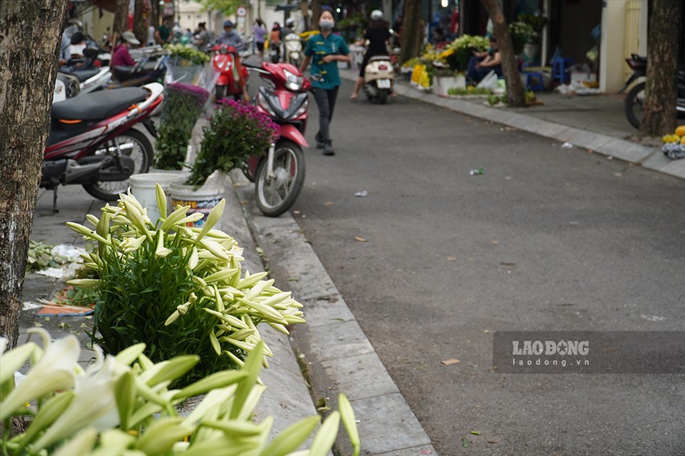 Hoa loa kèn (hoa của tháng tư) tràn ngập các con phố của Hà Nội.