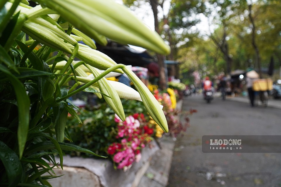 Hoa loa kèn (hoa của tháng tư) tràn ngập các con phố của Hà Nội.