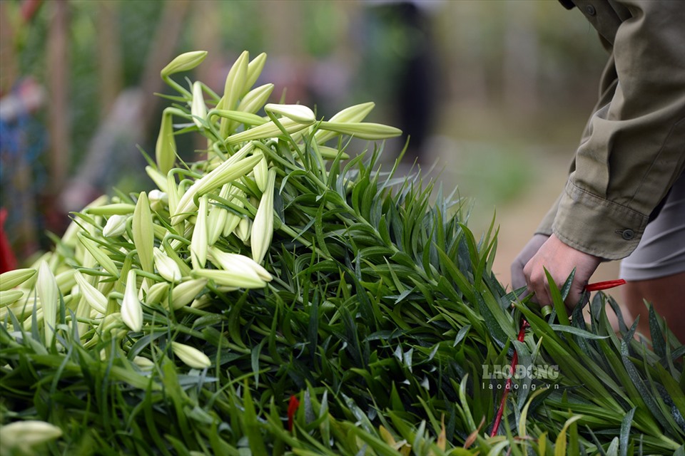 Theo chị Hiền, giá bán hoa loa kèn năm nay tại vườn thấp hơn những năm trước, khoảng 8.000 đồng/1 cành.