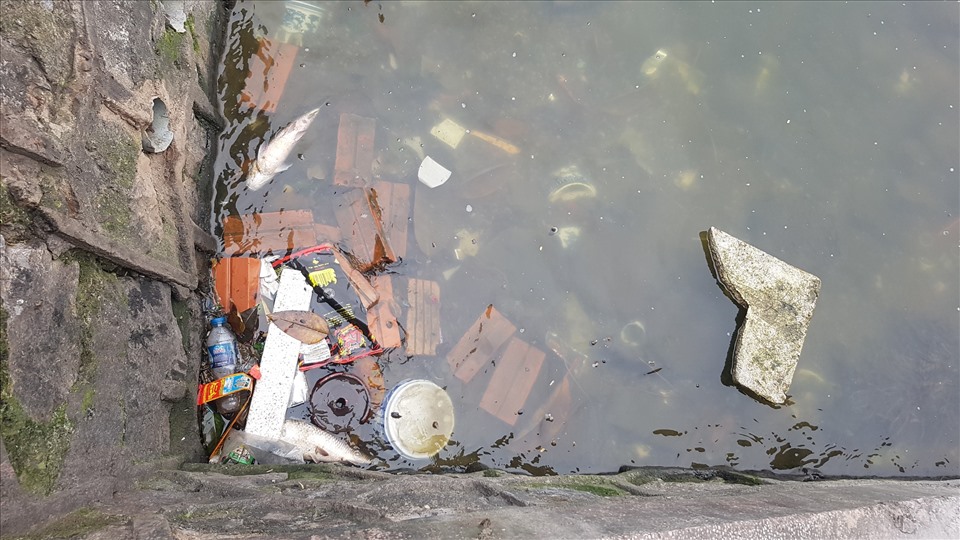 Cá chết, rác thải sinh hoạt đầy rẫy dưới lòng hồ. Ảnh: Lương Hạnh