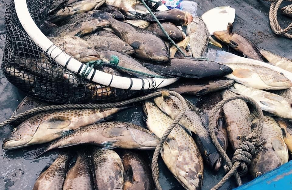 Hiện tượng cá chết hàng loạt tại thị xã Nghi Sơn (Thanh Hóa). Ảnh: S.Đ