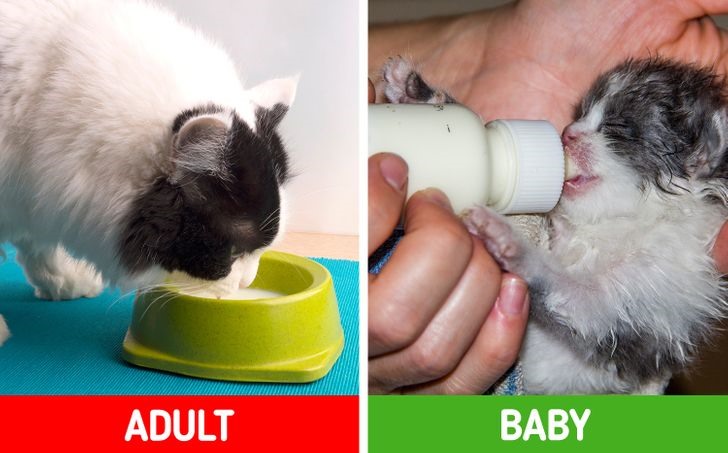 4. Cho mèo uống sữa: những chú mèo có hệ tiêu hóa rất yếu. Chúng ăn uống cũng không nhiều. Tuy nhiên trong các dòng sữa lại có hàm lượng chất béo cao, dễ gây chứng béo phì ở mèo. Mặt khác, trong các loại sữa đều có chứa một lượng lớn Lactose. Cơ thể người chúng ta có đủ các enzym cần thiết để phá vỡ thành phần này và hấp thu. Tuy nhiên, cơ thể những chú mèo không có đủ các enzyme cần thiết để xử lý và hấp thu Lactose. Chính vì vậy, các chất này xâm nhập nhiều sẽ làm biến đổi, xáo trộn hệ tiêu hóa bên trong gây hại cho mèo. Ản: Brightside