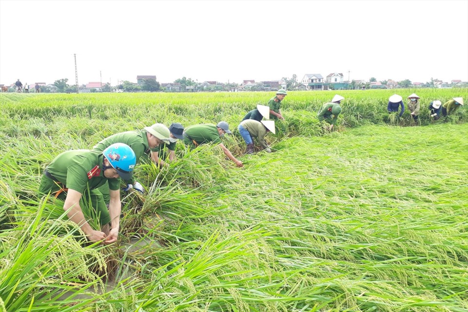 Ngày 30.4 có hơn 70 cán bộ, chiến sỹ Công an huyện Can Lộc giúp dân bó lúa đổ. Ảnh: CA.
