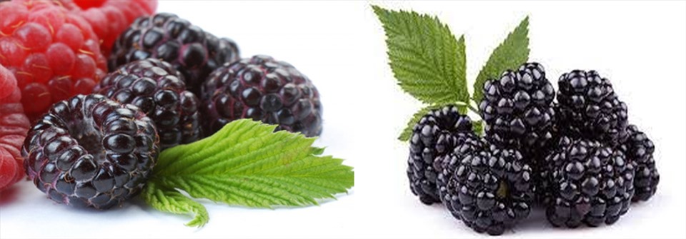 Mâm xôi đen là một trong những loại trái cây tốt cho sức khỏe. Đồ họa: Hồng Nhật