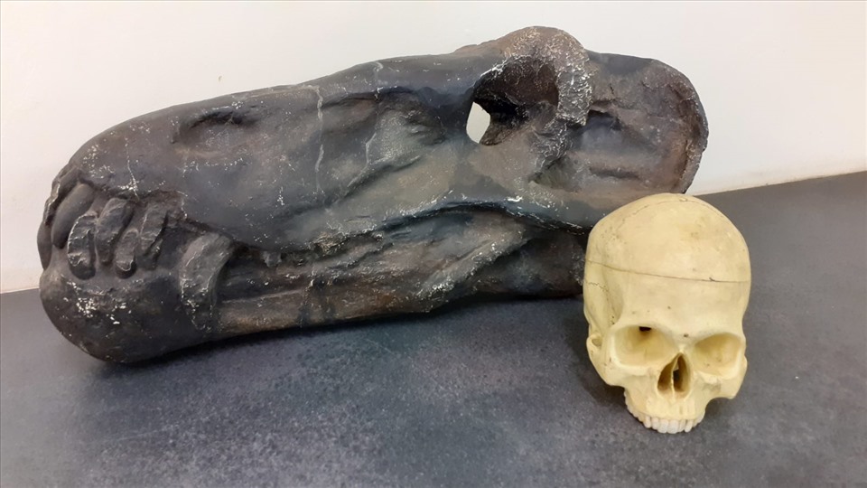 Hộp sọ của Anteosaurus bên cạnh hộp sọ của con người hiện đại. Ảnh: Julien Benoit/Đại học Witwatersrand.