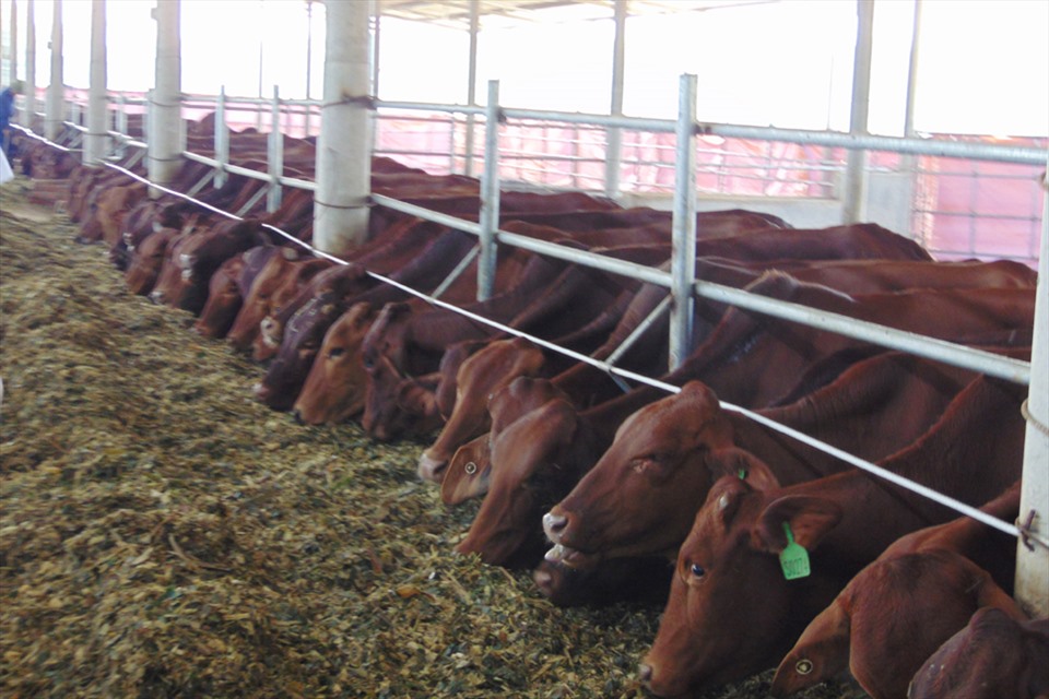 Đàn bò thời điểm Dự án chăn nuôi bò của Công ty Bình Hà tại Hà Tĩnh mới đi vào hoạt động. Ảnh: Trần Tuấn.