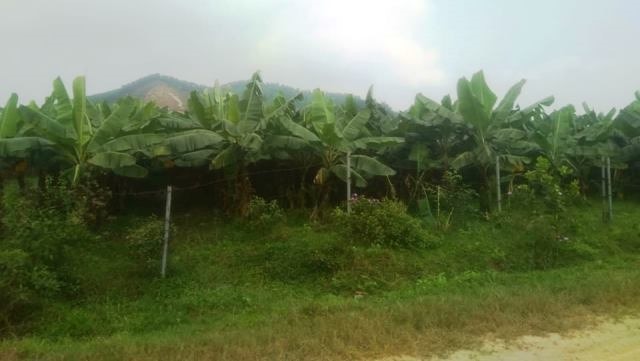 Công ty Bình Hà từng tự ý trồng hơn 200 ha chuối trong dự án nuôi bò ở Hà Tĩnh. Ảnh: Trần Tuấn.