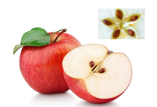 Hạt táo chứa chất không tốt cho cơ thể. Đồ họa: Hồng Nhật