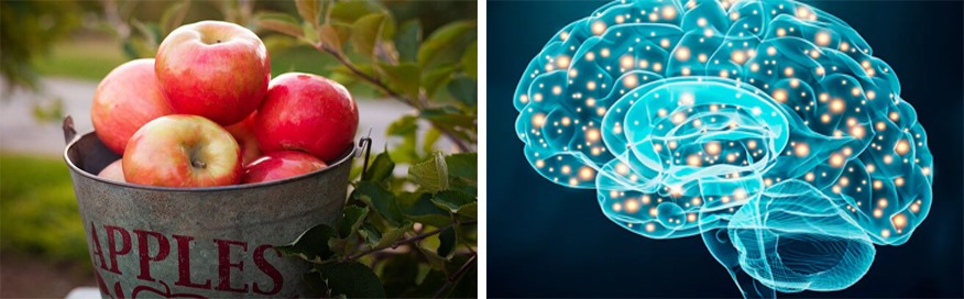 Tác dụng của quả táo trong việc tăng cường trí nhớ. Đồ họa: Hồng Nhật