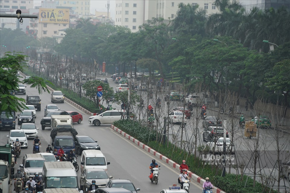 Hàng cây phong trên đường Trần Duy Hưng sinh trưởng kém, nhiều cây héo úa. Ảnh Ngọc Lê