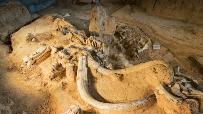 Bộ gene hàng triệu năm tuổi được lấy từ ​​răng của voi ma mút được coi là “ADN cổ xưa nhất được ghi nhận“. Ảnh: Getty