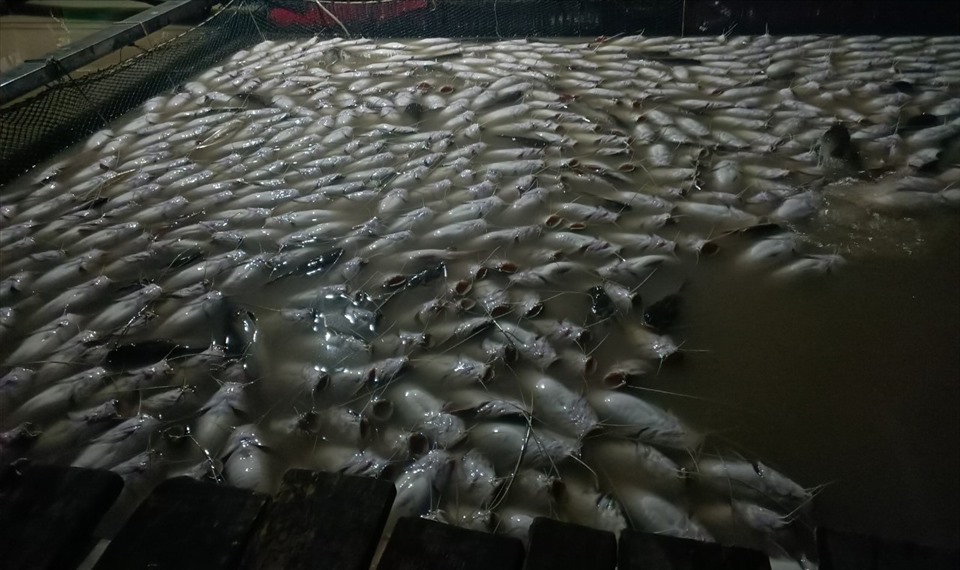 Hơn 35 tấn cá nuôi bè trên sông Sài Gòn nổi bụng chết trắng. Ảnh: Dương Bình