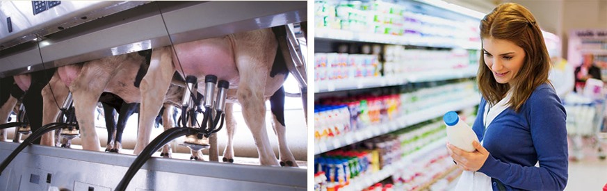 Sữa bò chứa nhiều chất dinh dưỡng thiết yếu cho cơ thể. Đồ họa: Hồng Nhật