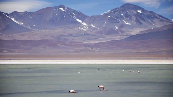 Những con hồng hạc sinh sống tại những hồ nước mặn ở sa mạc Atacama. Ảnh: Nevado Tres Cruces National Park