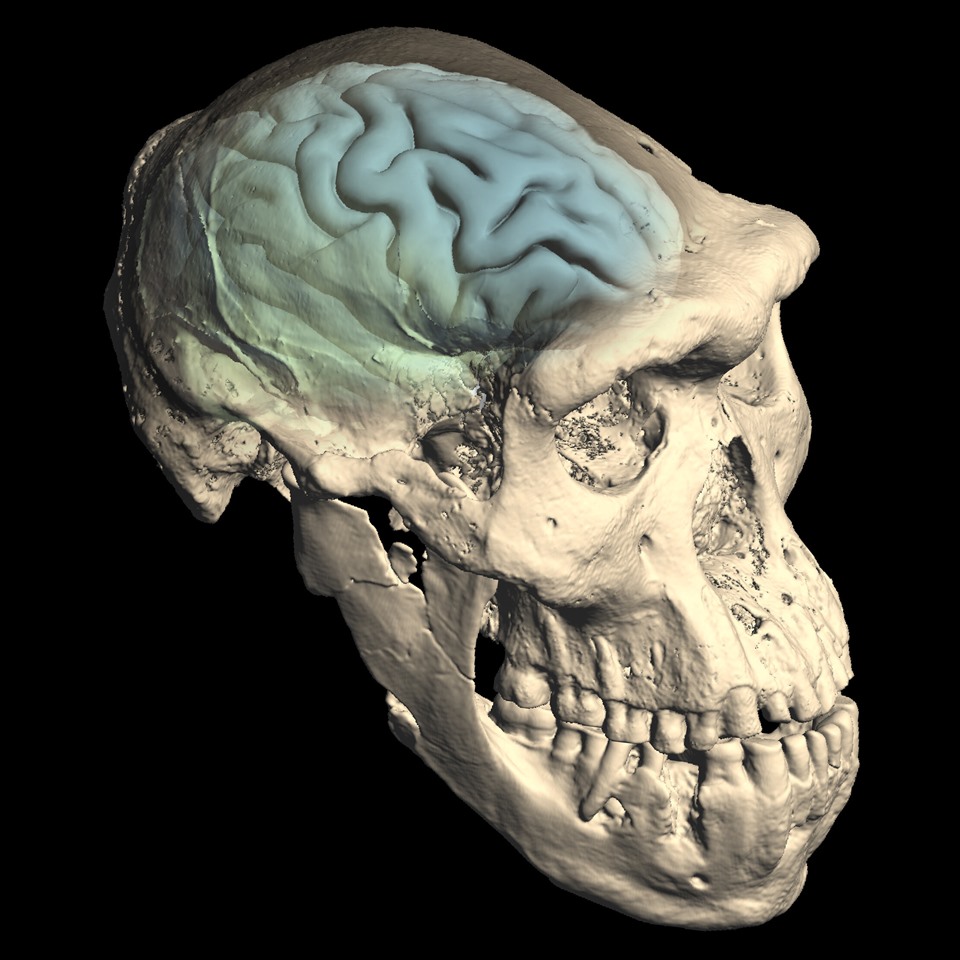 Hộp sọ của người Homo thời kỳ đầu ở Dmanisi, Georgia cho thấy cấu trúc bên trong của vỏ não, và suy ra hình thái não. Ảnh: Đại học Zurich