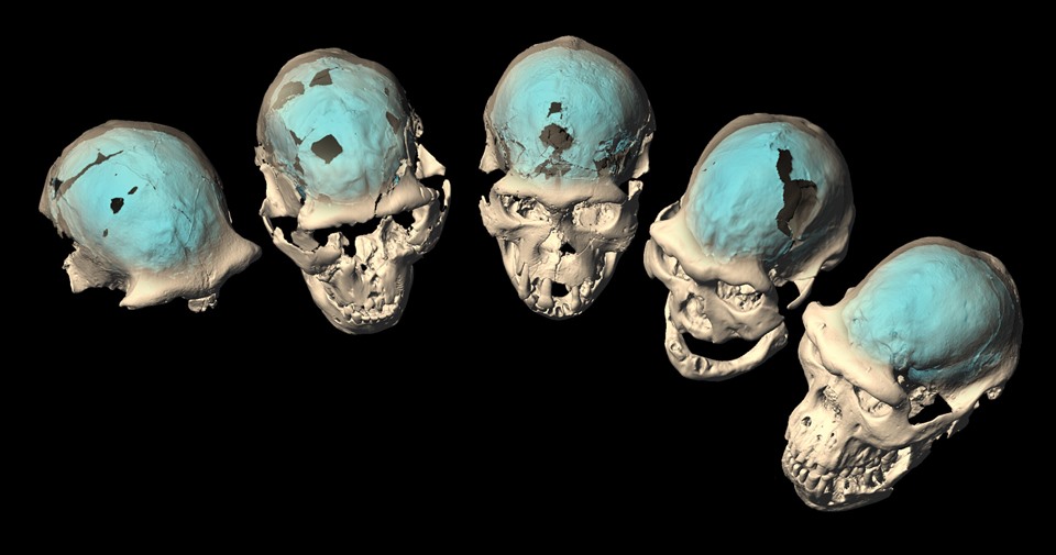 Hộp sọ người Homo từ Dmanisi, Georgia (mẫu vật D2280, D2282, D2700, D3444 và D4500) với cấu trúc não bộ bên trong được phát hiện qua chụp cắt lớp vi tính và tái tạo ảo. Ảnh: Đại học Zurich
